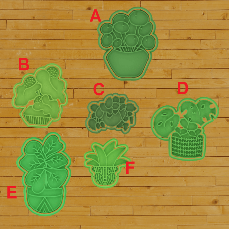 Piante grasse set 6 pezzi - 3d Selling